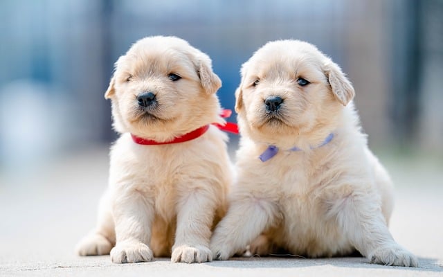 Hond, Dier, Huisdier, Natuur, Puppy