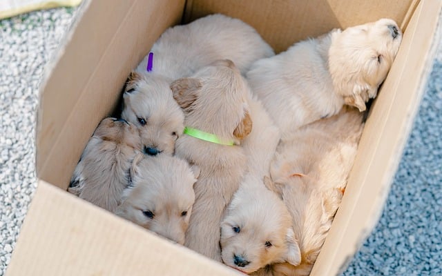 Hond, Dier, Puppy, Schattig