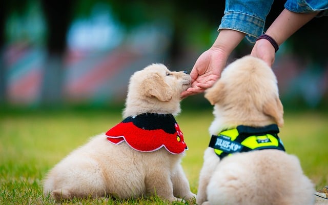 Hond, Dier, Puppy, Schattig