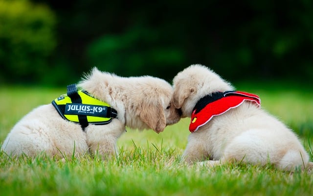 Hond, Dier, Puppy, Schattig