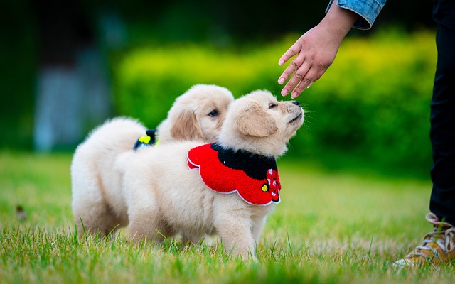 Hond, Dier, Puppy, Schattig