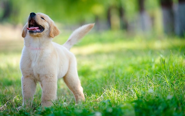 Hond, Dier, Puppy, Schattig