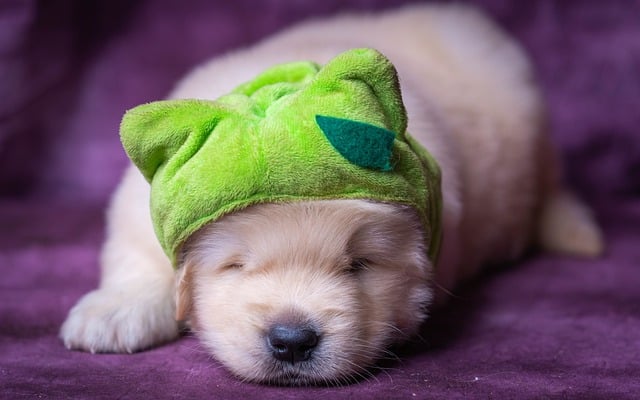 Hond, Dier, Puppy, Schattig