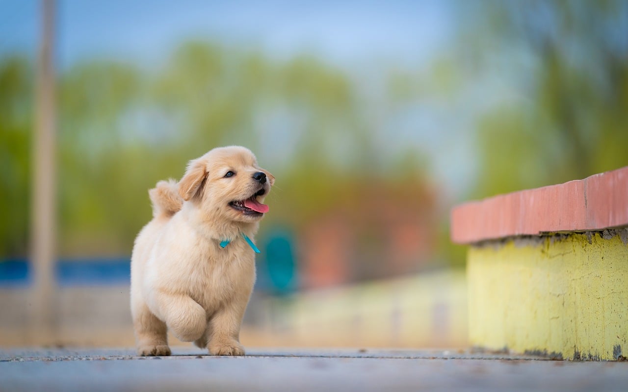 Dog - free online jigsaw puzzle photo