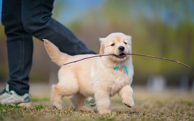 Hond, Dier, Puppy, Schattig, Shiba