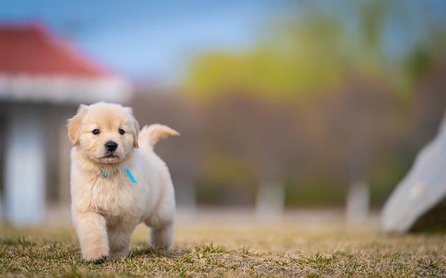 Hond, Dier, Puppy, Schattig