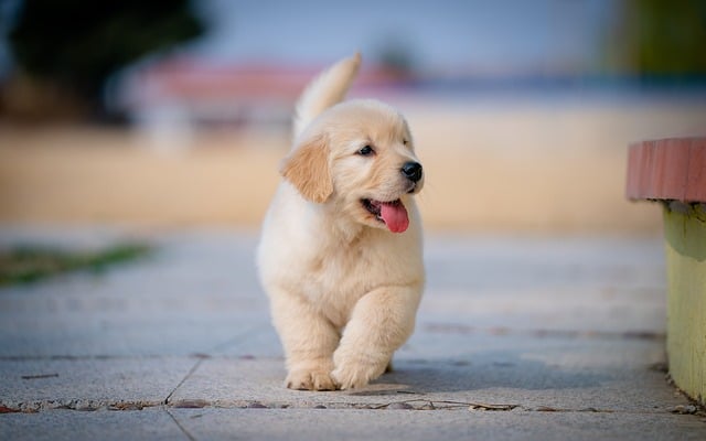 Hond, Dier, Puppy, Schattig
