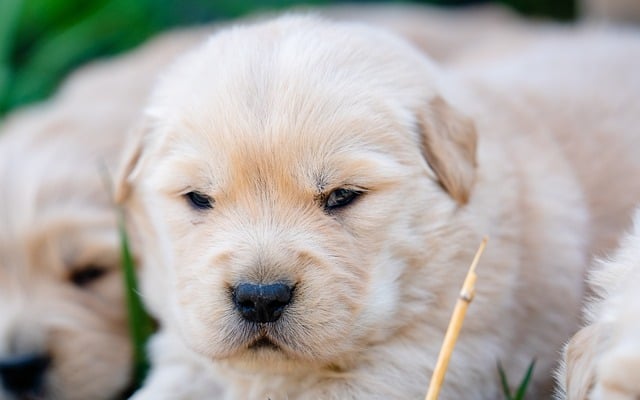 Hond, Dier, Puppy, Schattig