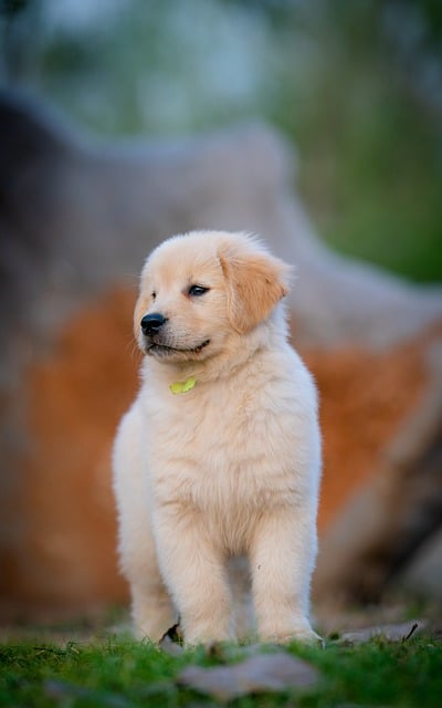 Hond, Dier, Puppy, Schattig