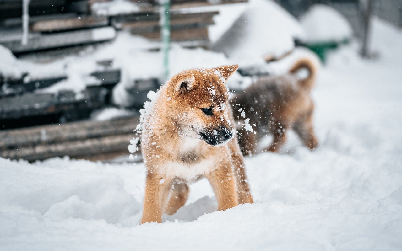 Dog - free online jigsaw puzzle photo