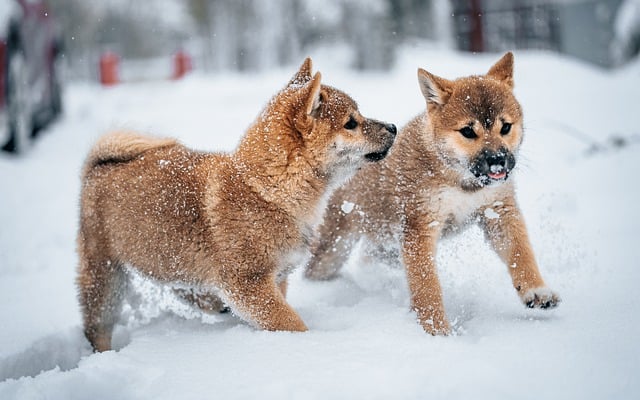 Hond, Natuur, Dier, Puppy, Schattig