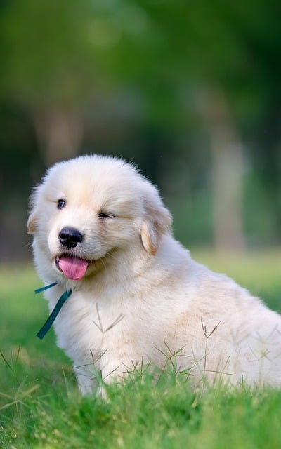 Hond, Dier, Puppy, Natuur, Huisdier