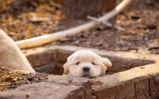 Hond, Dier, Puppy, Schattig