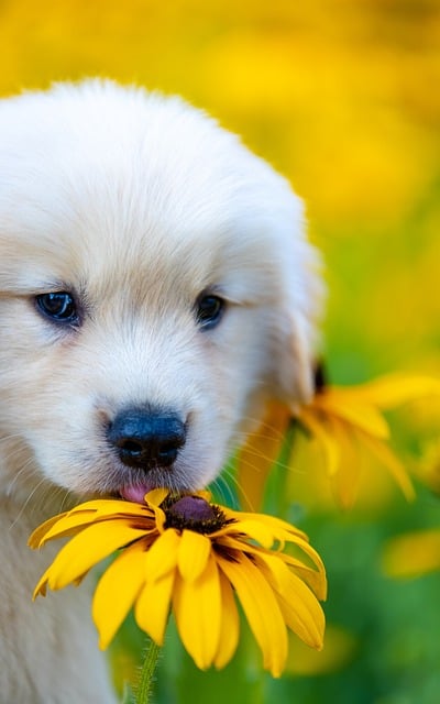Hond, Huisdier, Dier, Natuur, Puppy