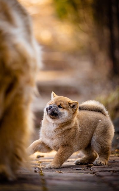 Hond, Dier, Puppy, Schattig