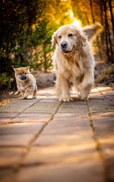 Hond, Dier, Puppy, Schattig
