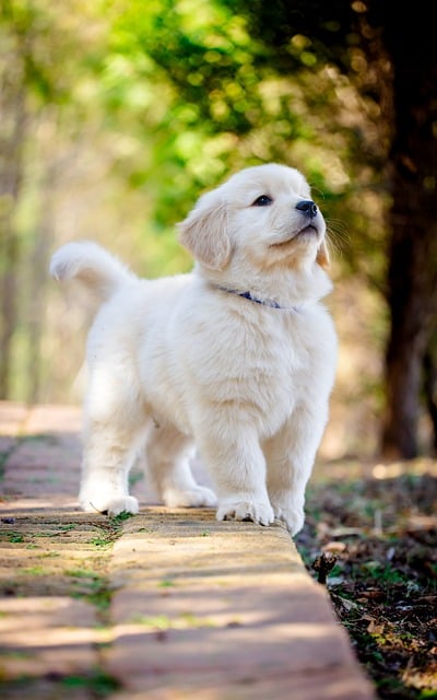 Hond, Dier, Puppy, Schattig