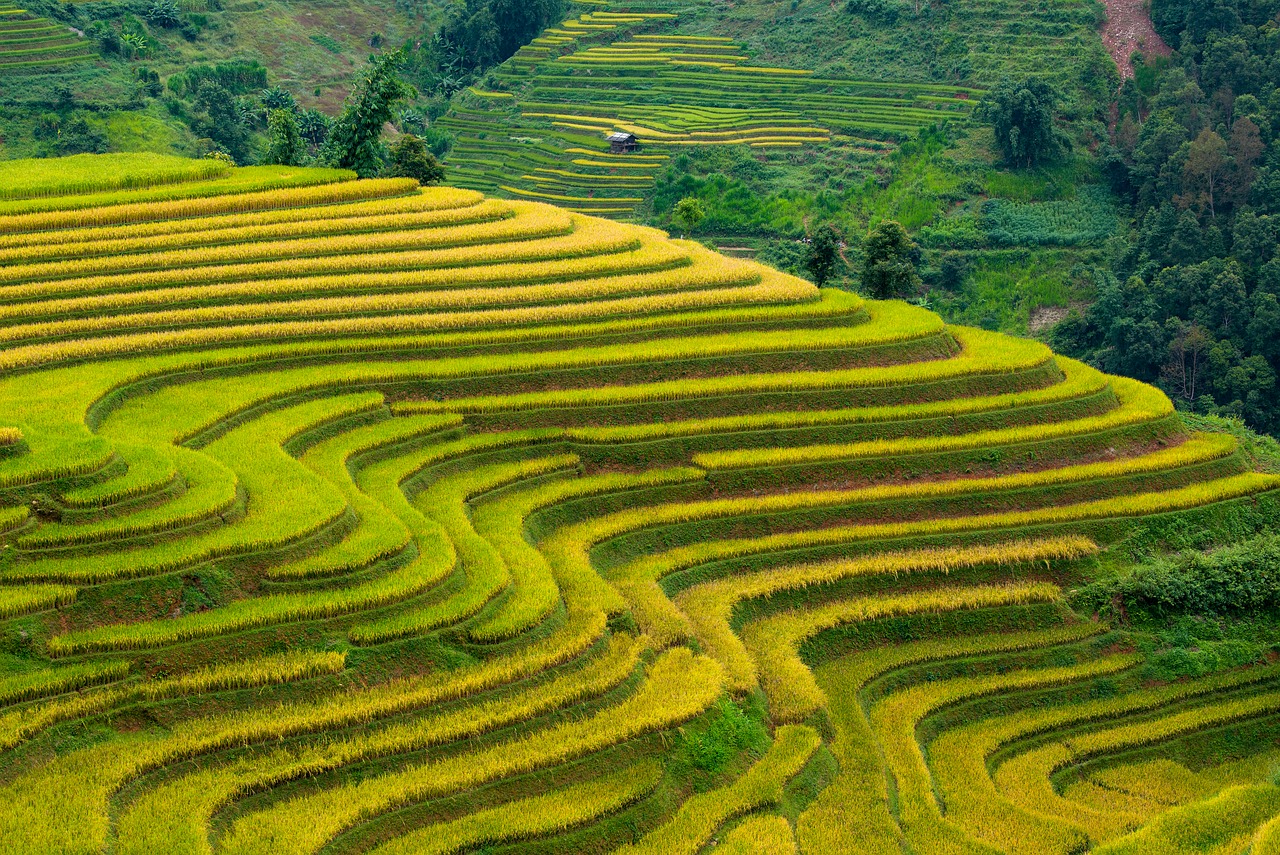 Vietnam - free online jigsaw puzzle photo