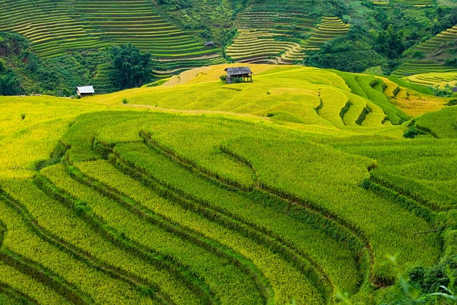 vietnam, blind cang brush, terraces, golden season, paddy, home, tree, mountain, nature, high land