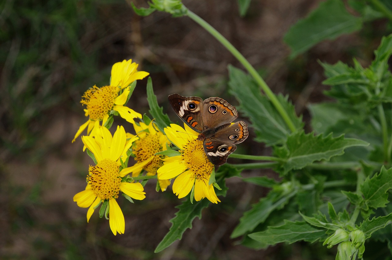 butterfly-9831406_1280.jpg