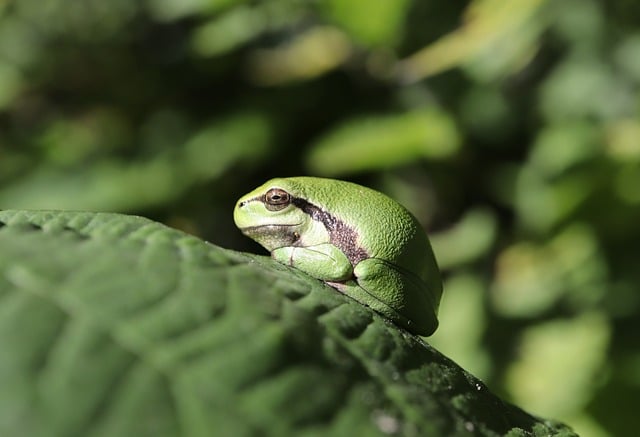 Free Tree Frog Frog photo and picture