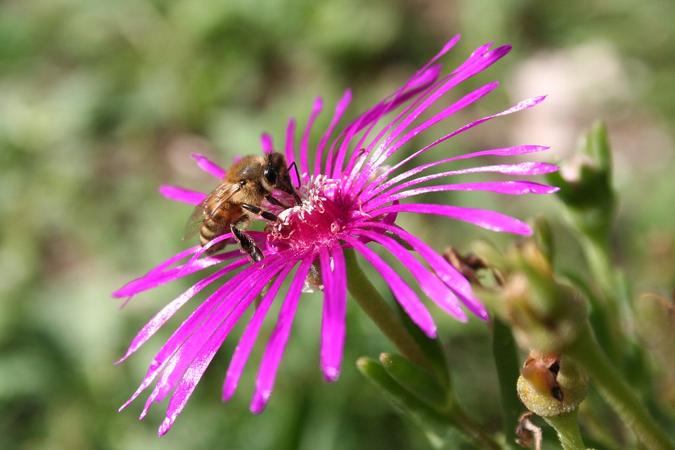 Fall Summer Bee Bee Nature Summer - Free photo on Pixabay