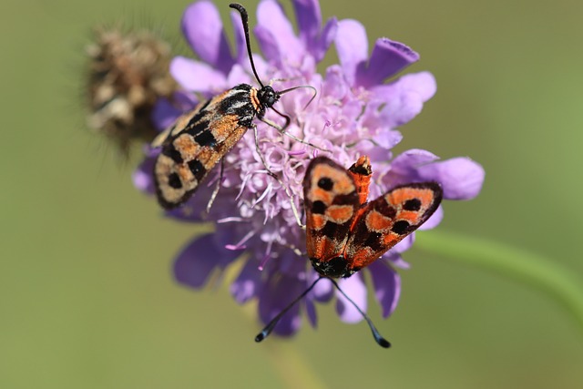 Burney Insect Burnet Insect Moth - Free photo on Pixabay