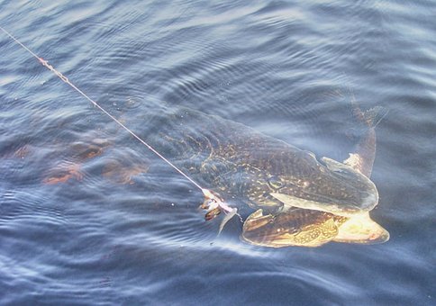 Vissen, Zee, Snoek, Vis, Vangst