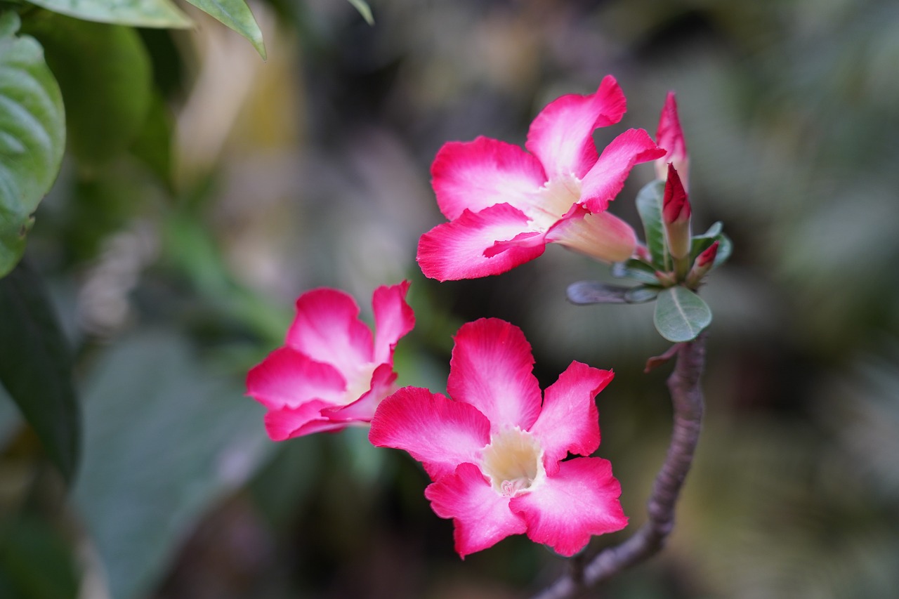 Adenium Obesum Desert Rose - Free photo on Pixabay
