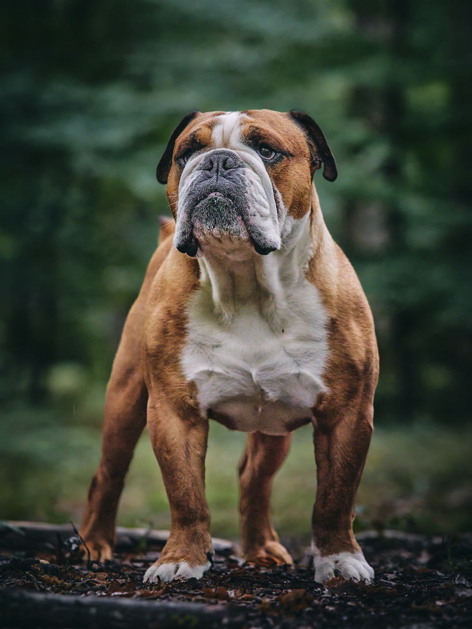 Standed Dog 30,000+ Free Dog Standing Up & Dog Images - Pixabay