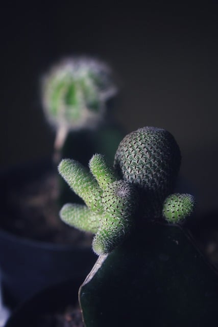Kaktus, Naturlig, Plante, Botanisk, Grøn