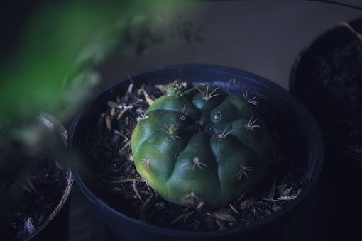 Kaktus, Naturlig, Plante, Botanisk, Grøn