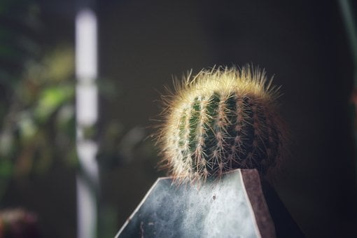Kaktus, Naturlig, Plante, Botanisk, Grøn