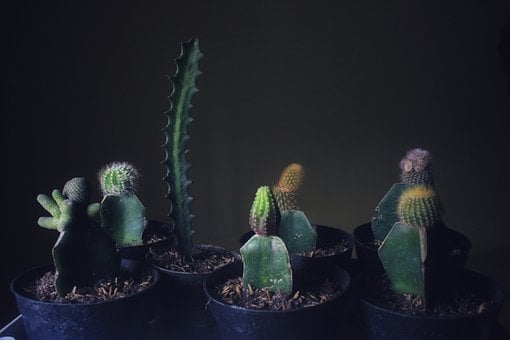 Kaktus, Naturlig, Plante, Botanisk, Grøn