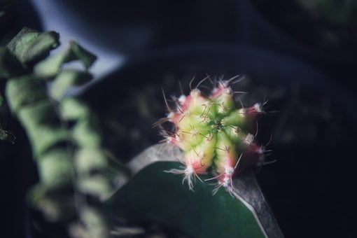 Kaktus, Naturlig, Plante, Botanisk, Grøn