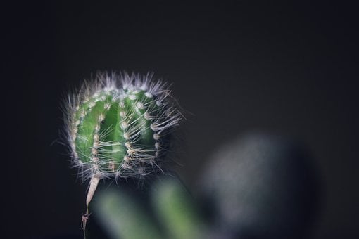 Kaktus, Naturlig, Plante, Botanisk, Grøn