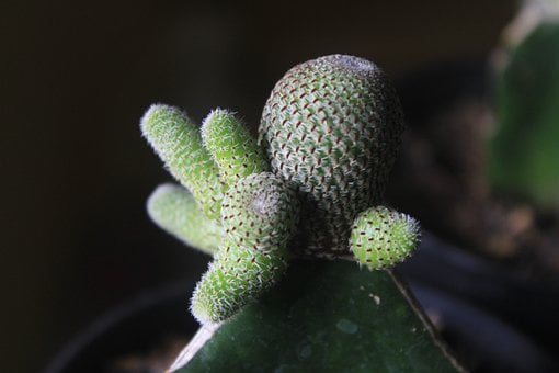 Kaktus, Naturlig, Plante, Botanisk, Grøn