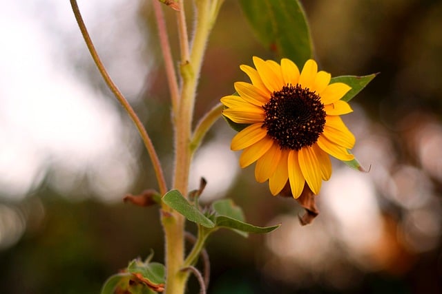 Free Sunflower Sunflowers photo and picture