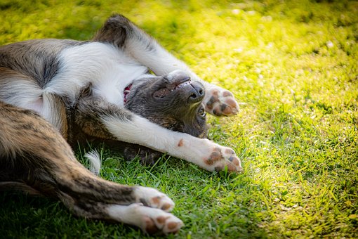 Free Dog Puppy photo and picture