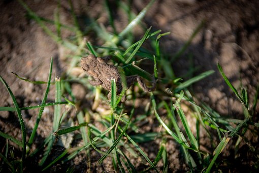 Free Garden Frog photo and picture
