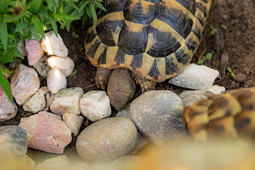 Free Greek Tortoise Summer Sun photo and picture