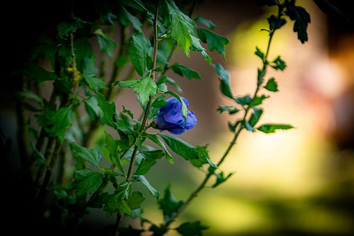 Free Nature Flower photo and picture