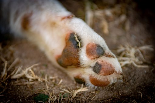 Free Paw Dog photo and picture