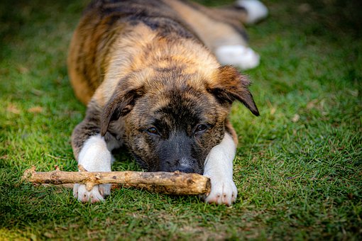 Free Dog Puppy photo and picture