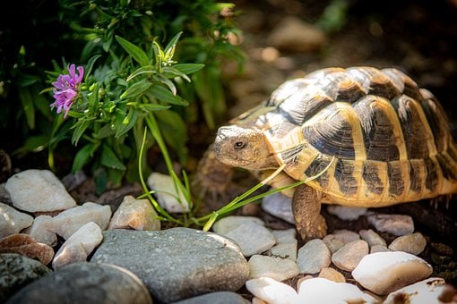 Free Tortoise Reptile photo and picture