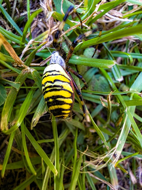 Free Wasp Spider Senses photo and picture