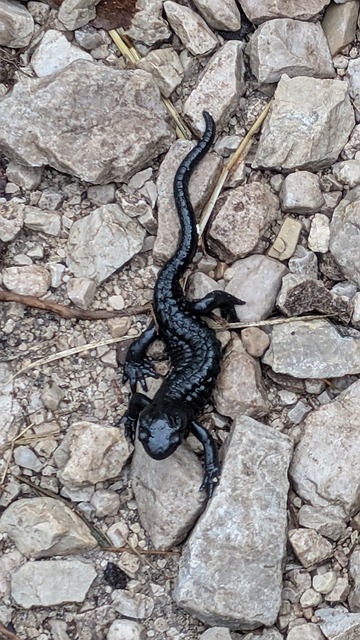 Salamander, Natuur, Bergen