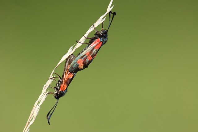 Appariement La Nature Insectes - Photo gratuite sur Pixabay
