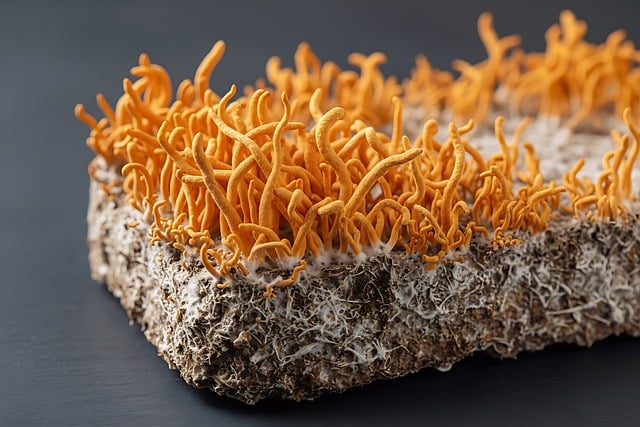 Cordyceps mushrooms