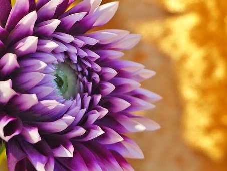 Dahlie, Blume, Natur, Herbst, Lila